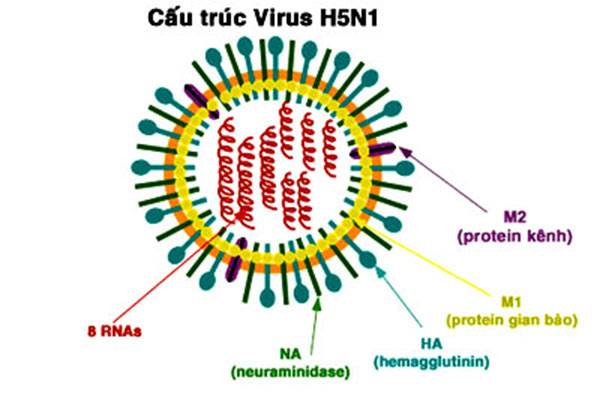 cấu trúc virus cúm H5N1
